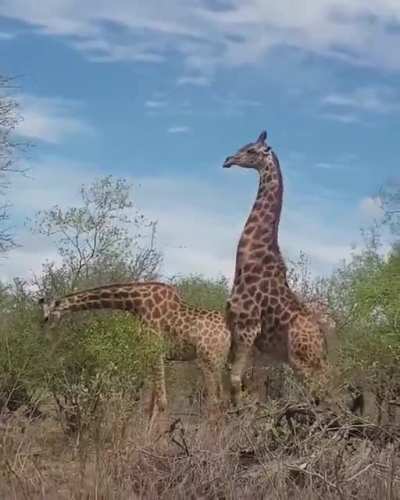 ? Ever wandered what mating giraffes look like?