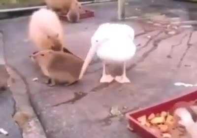"Ok there's no way to eat him"