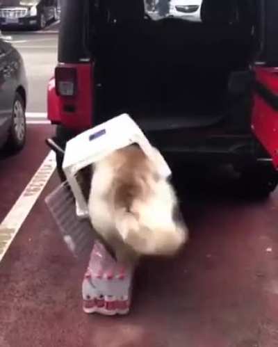 Just a dog getting into a crate