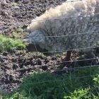 Pig + Sheep ??