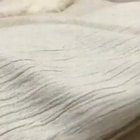 Cat nap