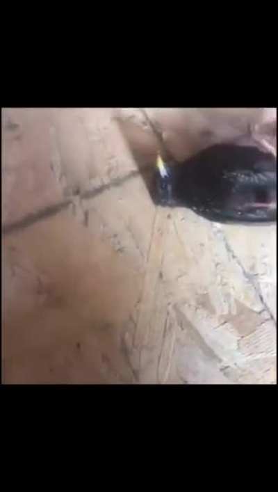 Poor bird