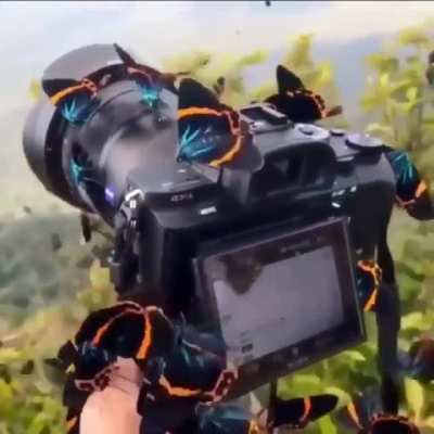 ? Photographing in the Forest
