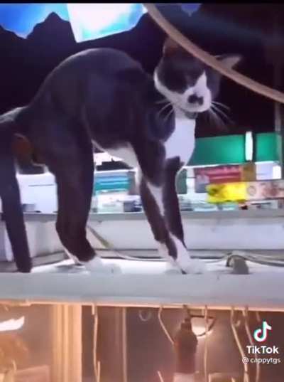 German Cat