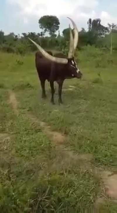 A 3-horned bull found in Uganda.