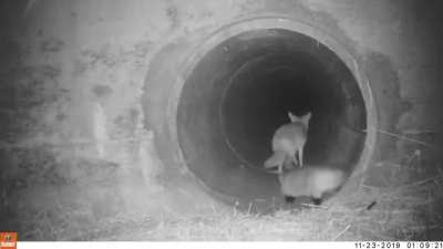 ? coyote and a badger “teaming up”