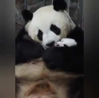 Cub reunited with mom after treatment