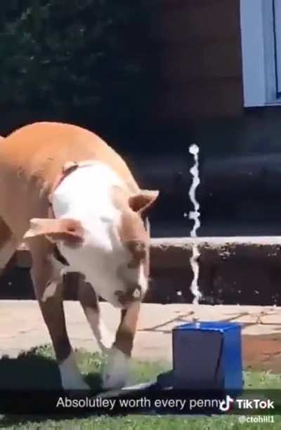 Poor puppy just wants water ?