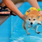 Swimming Lessons