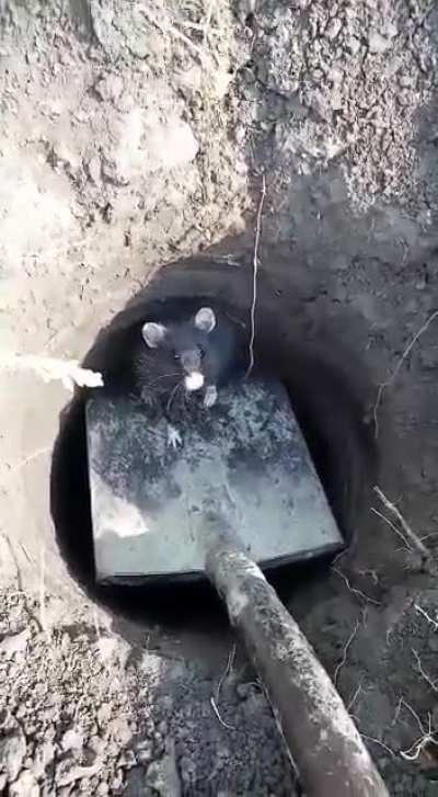 A friend in a hole