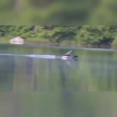 ? Loon makes a smooth landing on water
