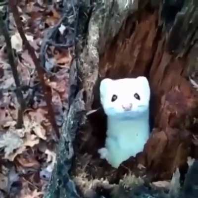? A little mink popping out of their tree trunk to say hello ?