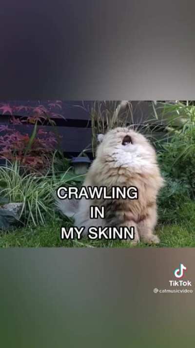 meow