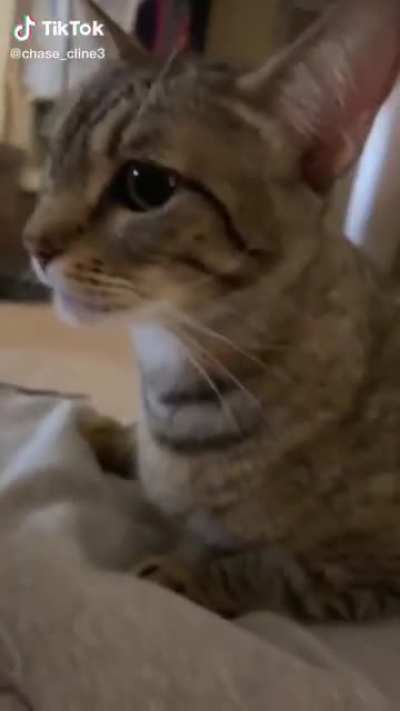 Travvy Catty