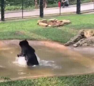 Bear celebrates his freedom after being kept in a tiny cage for years
