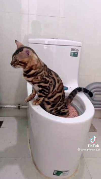 When your cat just gets home from the bar