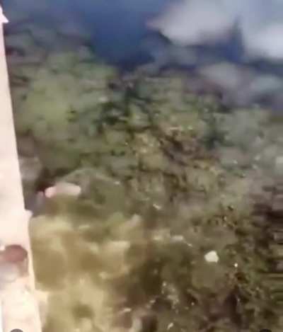 No don’t do it, don’t jump!