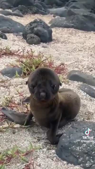 ? A close encounter with an baby sea lion on a  beach in Ecuador.