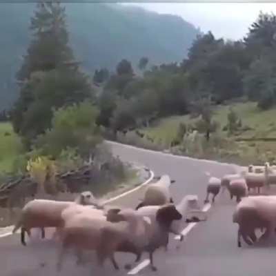 ? angry flock of sheep
