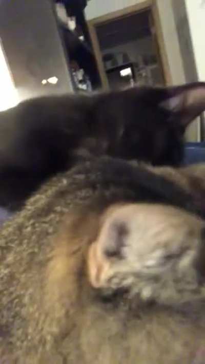 My sisters kitten is warming up to her older sister ???