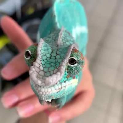 ? The eyes of a chameleon ?