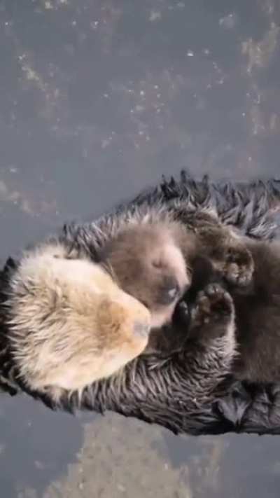 Momma sea otter with her baby ??