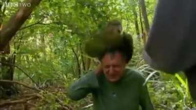 "You're getting shagged by a rare parrot"