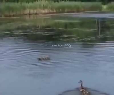 Mama duck immediately adopts orphaned ducklings