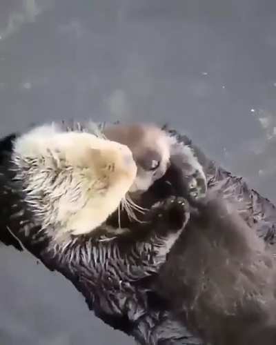 ? Otters napping.
