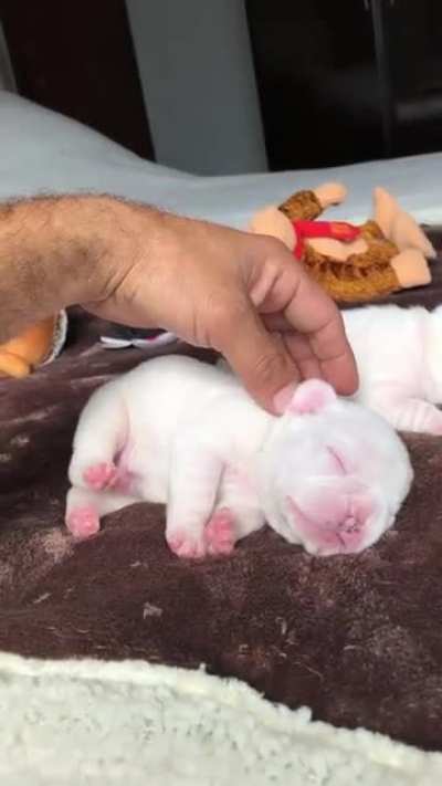Look at those precious pink toe beans ??