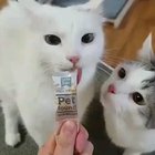 awwwbrupt chaos