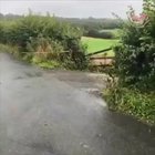 Cows avoid dangerous white line
