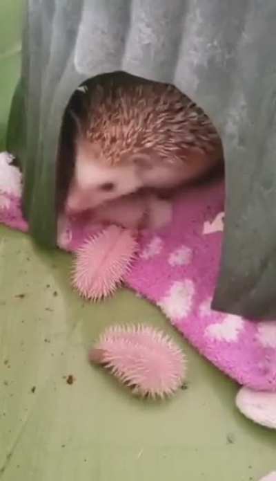 Momma Hedgehog With Her Babies