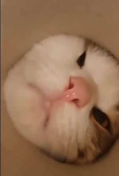 Just some curious cats