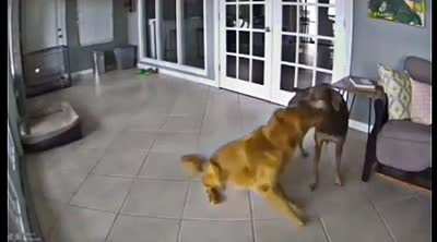 Dog suffers from psycho-motor seizures but his friend helps calm him down