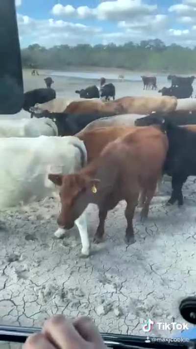 It's Diiiiirt! Not Hay!