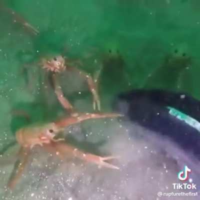 Crab