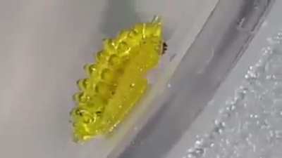 ? Slug Moth Larvae - The forbidden gummy