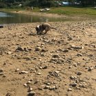 Charlie experiencing the beach for the first time ever ? He was 10 weeks?