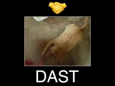 "Dast" means hand/handshake in Persian!
