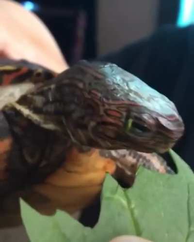 ? Turtle eating leaf