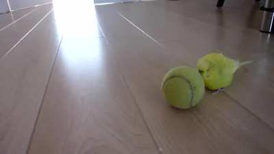 just a budgie and his big ball