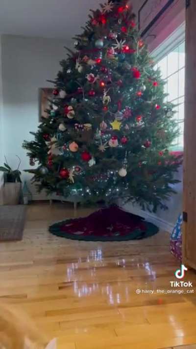 Kitty Christmas tree cha cha slide