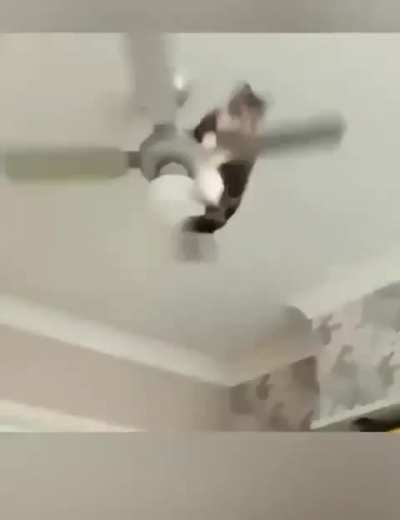 These Cats are geniuses ?