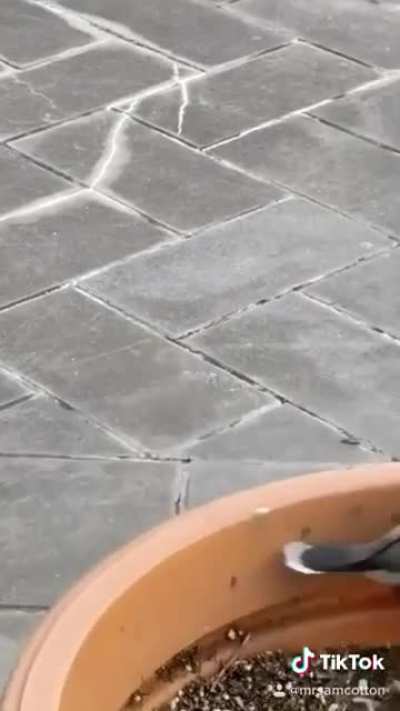 Boris got a new bird