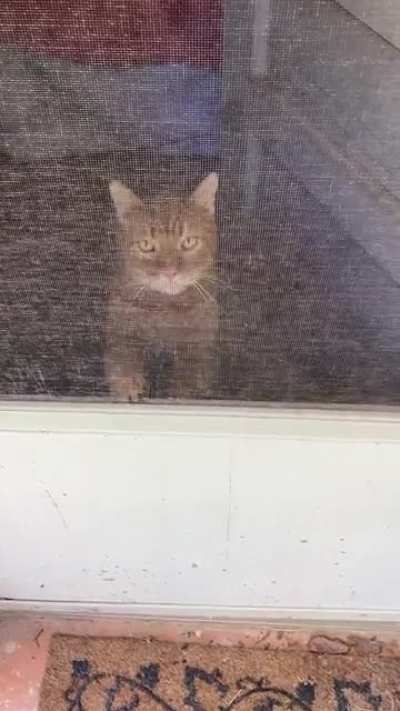 Just a gentle “LET ME THE F*CK OUTSIDE” from 10lbs of pure ginger rage