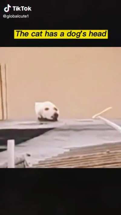Cat-dog
