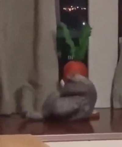 How do you get this carrot..