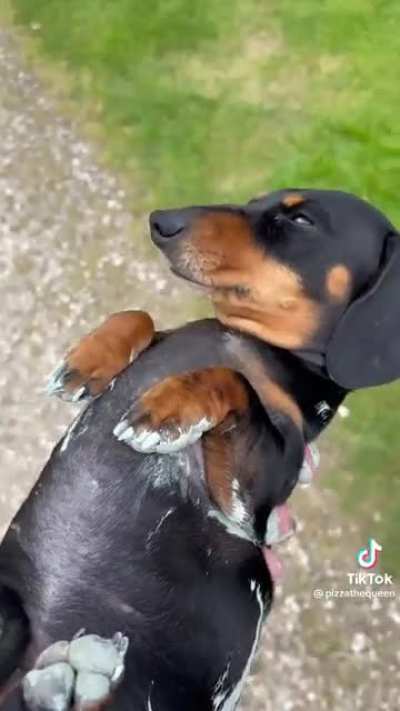 Naughty Sausage!