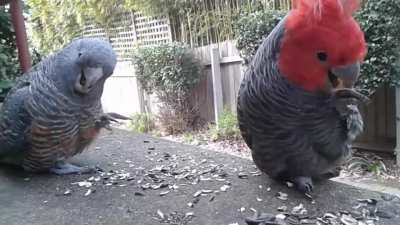 cheeseburgerbirbs